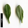 SpeciesSub: subsp. formosum
